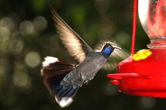 Blue-throated Hummingbird Blue-throated Hummingbird